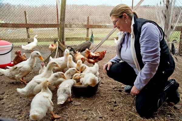 Гуси выращивание в домашних условиях кормление