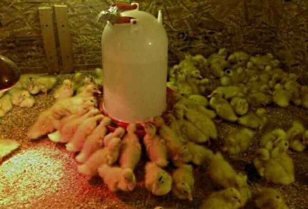 Выращивание утят в домашних условиях кормление