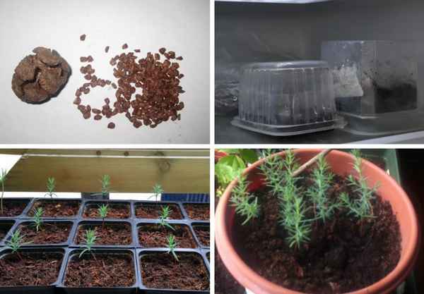 Выращивание кипариса из семян в домашних условиях