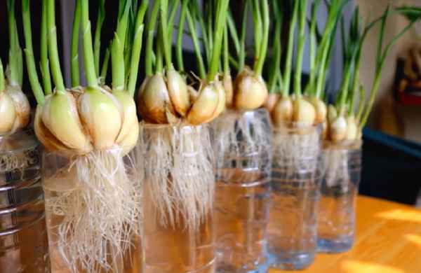 Выращивание чеснока в домашних условиях