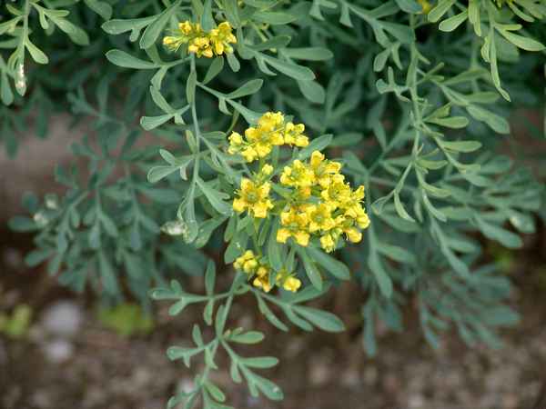 Рута душистая выращивание