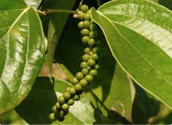 Перец душистый горошек выращивание