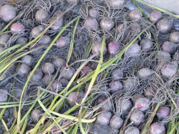 Выращивание чеснока из бульбочек в открытом грунте