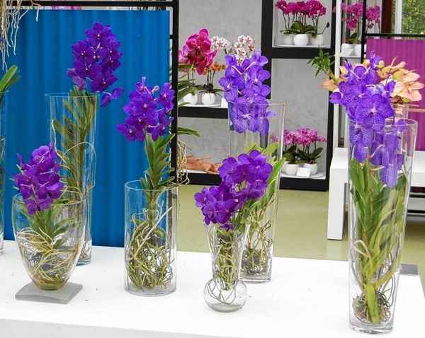 Выращивание орхидей без грунта в стеклянной вазе