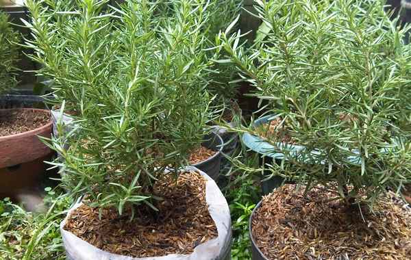 Розмарин выращивание дома в горшке
