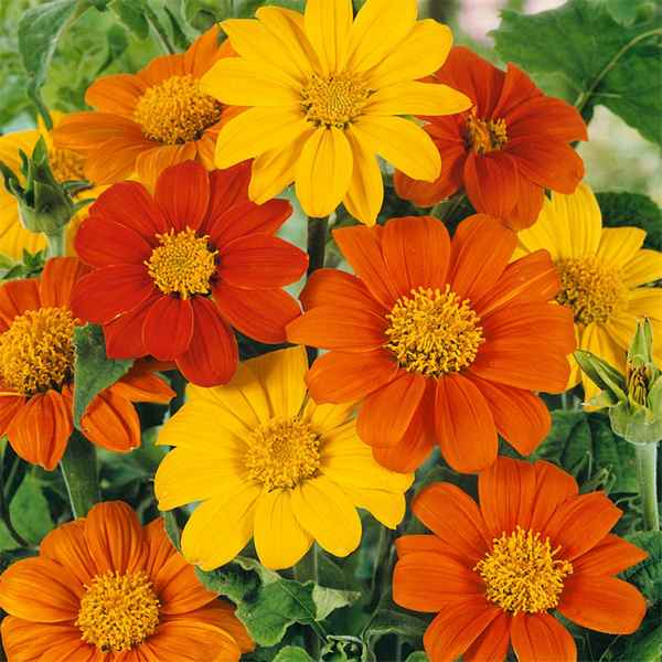 Титония выращивание из семян когда сажать?