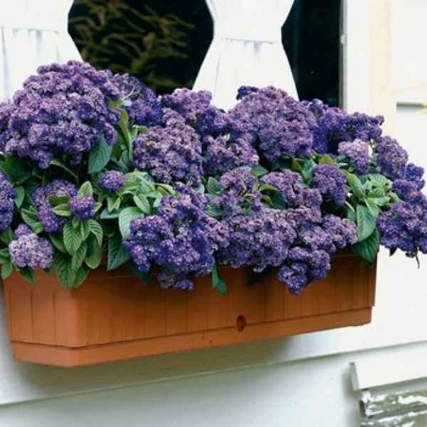 Гелиотроп марин выращивание из семян