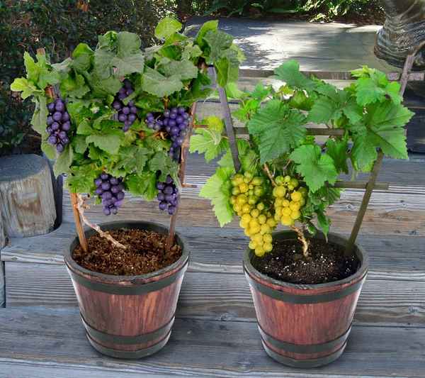 Виноград из косточек выращивание дома