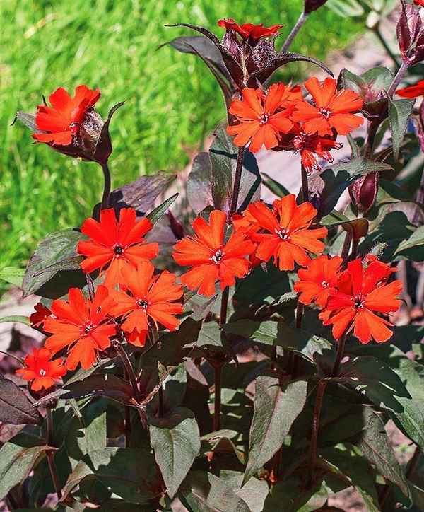 Лихнис Везувий выращивание из семян