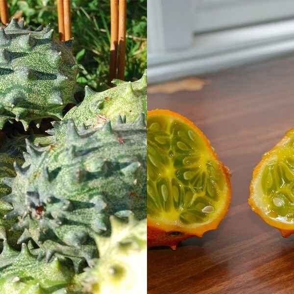 Кивано выращивание в домашних условиях