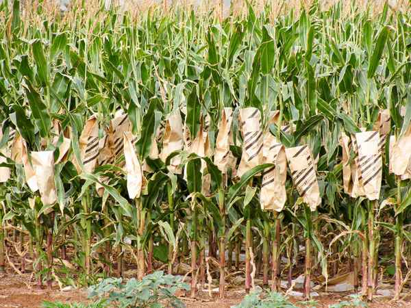 Выращивание кукурузы в Сибири в открытом грунте