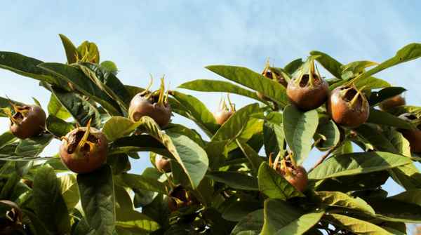 Мушмула в средней полосе в открытом грунте