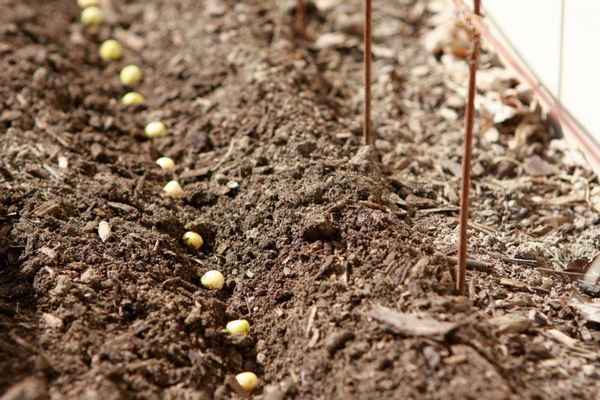Как сажать горох в открытый грунт семенами?