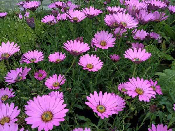 Остеоcпepмум зимовка в открытом грунте