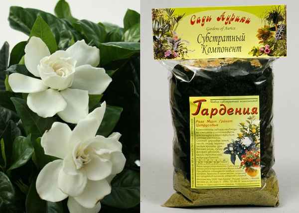 Грунт для жасмина комнатного