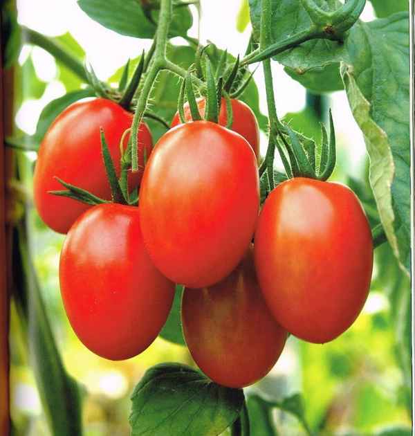 Сладкие сорта помидоров для открытого грунта низкорослые