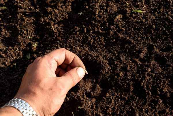 Как сажать огурцы в открытый грунт семенами?