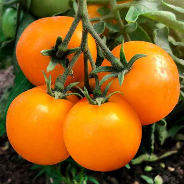 Крупные томаты для открытого грунта в Сибири