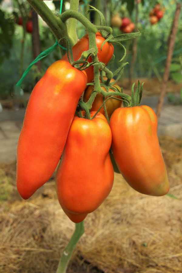 Перцевидные сорта томатов для открытого грунта