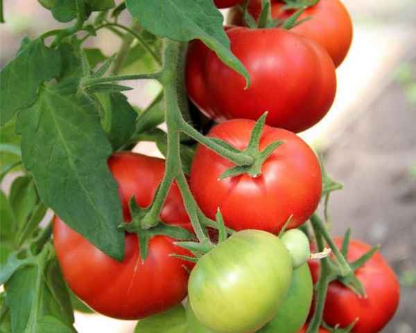 Суперскороспелые сорта томатов для открытого грунта