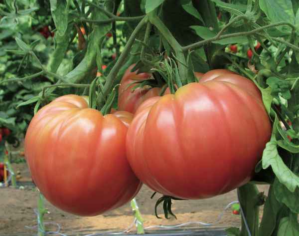 Лучшие сорта крупных помидор для открытого грунта