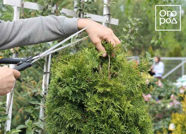 Можно ли обрезать верхушку у туи?