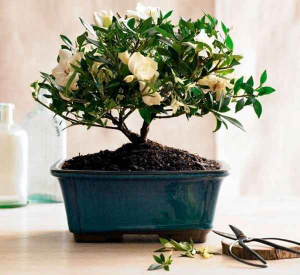 Как обрезать гардению?