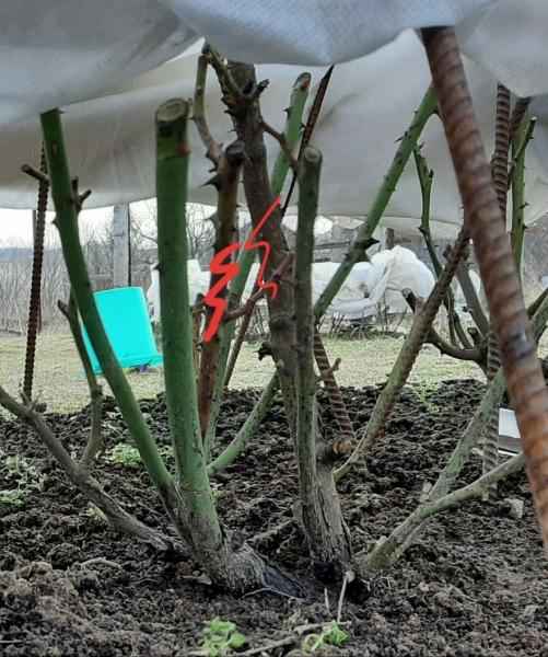 Розы на зиму обрезать или нет