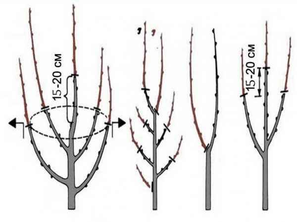 Как обрезать колоновидную сливу?