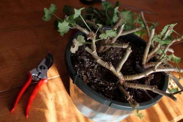 Как обрезать королевскую герань на зиму?