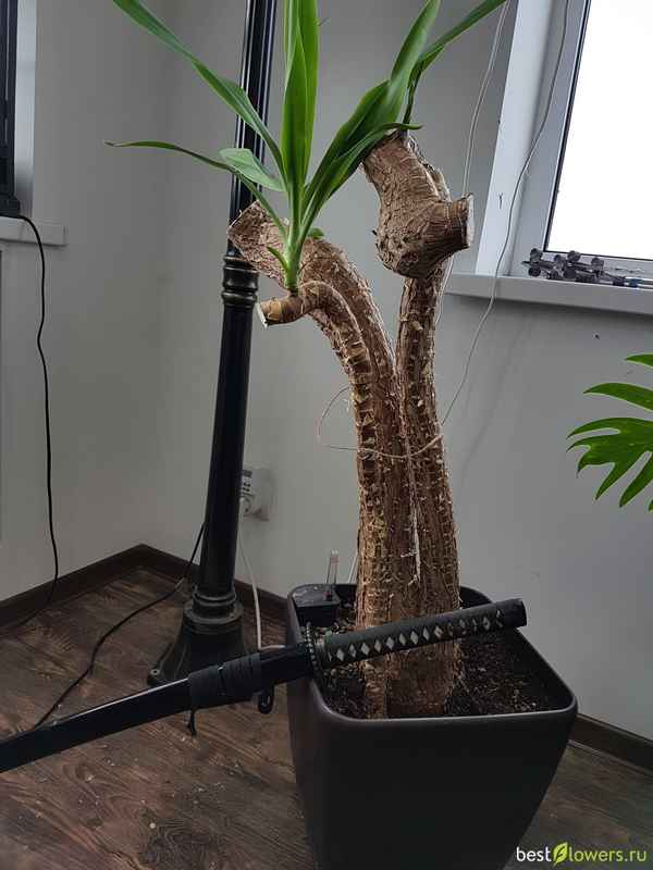 Юкка как обрезать для ветвления?