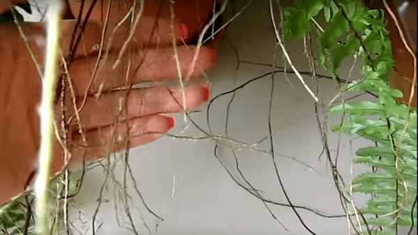 Можно ли обрезать папоротник комнатный?