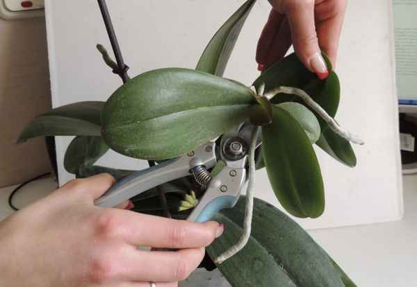 Как обрезать детку у орхидеи?