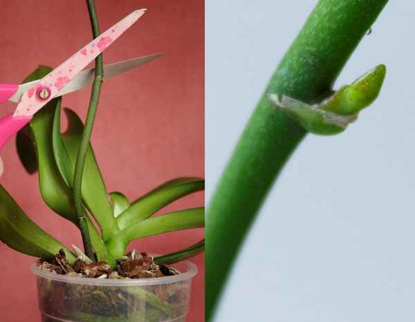 Как обрезать у орхидеи отцветшие цветоносы?