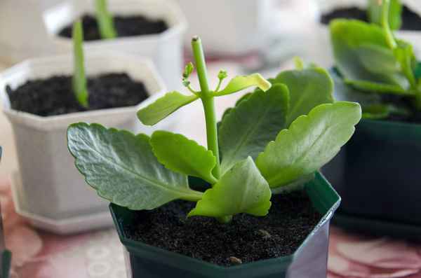 Как правильно обрезать каланхоэ?