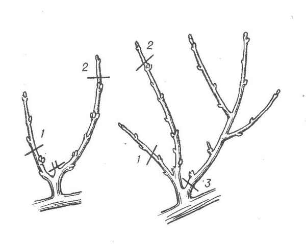 Когда нужно обрезать персик?