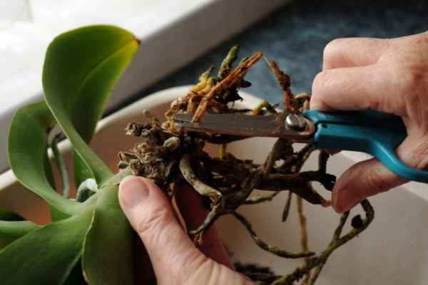 Как обрезать корни у орхидеи при пересадке?