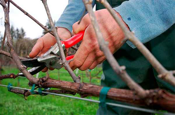 Как обрезать старый виноград осенью?