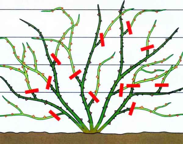 Как обрезать плетущуюся розу на зиму?