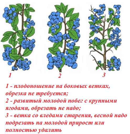Когда обрезать гoлyбику садовую?