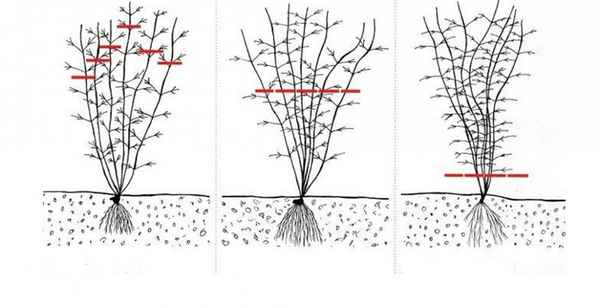 Надо ли обрезать клематис на зиму?