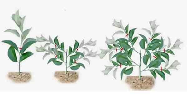 Как правильно обрезать лимонное дерево?