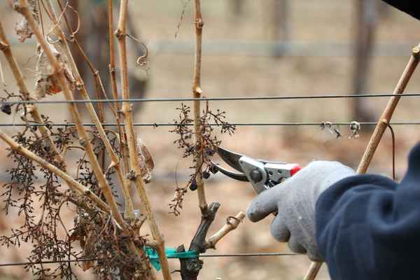 Как обрезать старый виноград на зиму?