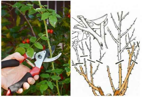 Как обрезать шиповник осенью?