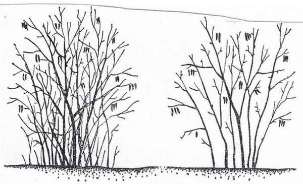 Как правильно обрезать фундук осенью?