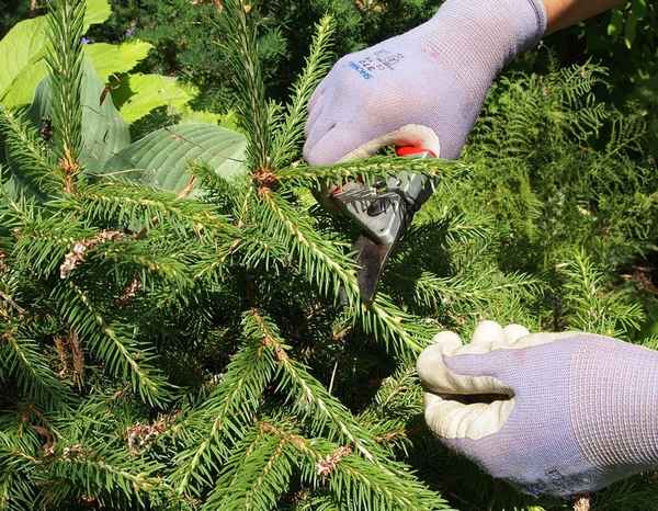 Как обрезать елку для пушистости?