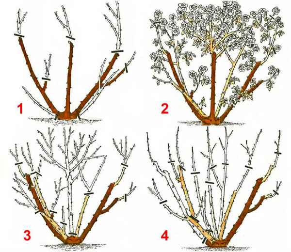 Как правильно обрезать кустовые розы на зиму?