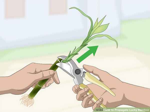 Как правильно обрезать бамбук?