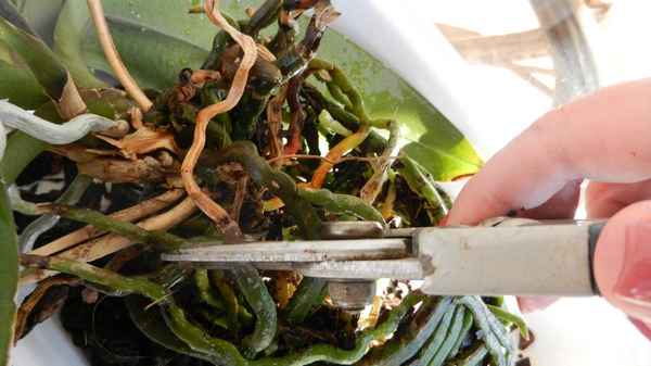 Можно ли обрезать сухие корни у орхидеи?