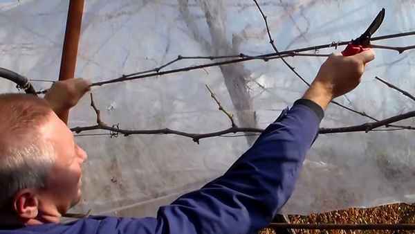 Как правильно обрезать виноград на беседке?